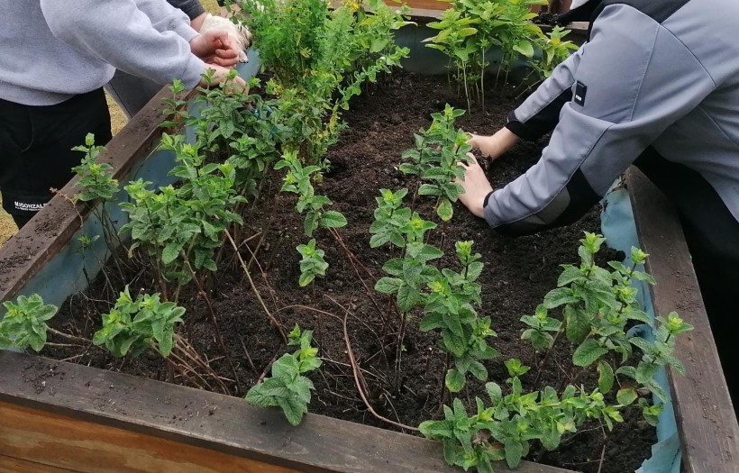 Schülerinnen und Schüler des 2. Jahres der Erzieherausbildung pflanzen auf dem Schulhof in zwei Hochbeeten Kräuter und Pflanzen an.