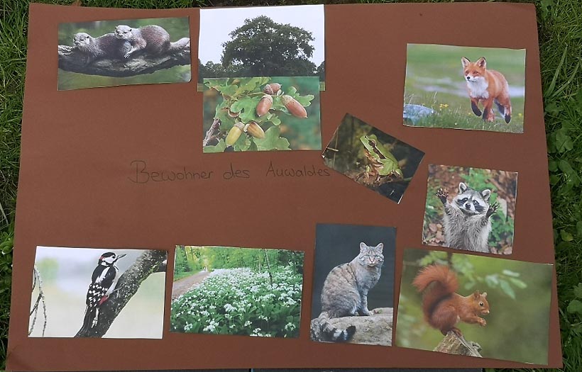 Blick auf eine Collage des Einsvogelprojektes. Zu sehen sind Tiere des Leipziger Auwaldes.