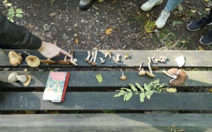 Auf einer Parkbank liegen verschiedene Pilzsorten. Ein Pilzberater erklärt den Schülern und Schülerinnen der DPFA Leipzig die Besonderheiten der verschiedenen Arten und zeigt dabei auf einen Pilz.