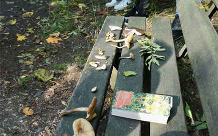 Auf einer Bank im Wald erklärt der Pilzberater Norbert Leubner den Schüler:innen der DPFA Fachschule für Soziales die verschiedenen Pilze.