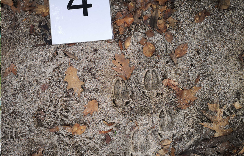 Auf dem Boden sind deutliche Spuren eines Rehs erkennbar.